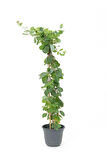 Hanımeli Çiçeği 1 ADET 50-70Cm Sakıslı Dış Mekan (Lonicera Periclymenum)