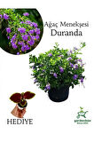 Duranda Mor Ağaç Menekşesi Çiçeği 1 Adet 30-60 cm Saksılı +Yaprak Güzeli