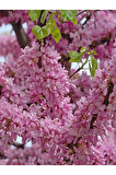Pembe Zakkum Fidanı 1ADET Saksılı 30-60cm- Erguvan Ağacı 1 ADET 40-70CM