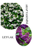 Arap Yasemini Çiçeği 1ADET Saksılı 30-50cm+Leylak Çiçeği 30-60cm Kokulu Bahçe Seti