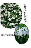 Arap Yasemini Çiçeği 1ADET Saksılı 30-50cm+Ful Yasemin 30-60cm Kokulu Bahçe Seti