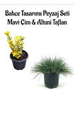 Mavi Çim 1 ADET Saksılı (10-20cm)+Altuni Taflan(20-40cm) 1 ADET Bahçe seti