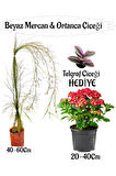 Beyaz Mercan Çiçeği 1 ADET+Kırmızı Ortan Çiçeği 1 ADET Sakıslı+Telgraf Çiçeği Hediye