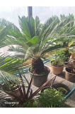 Cycas Revoluta-Sikas - Japon Sago Palmiyesi - Gövde Boyu 60-80 Cm