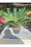 Cycas Revoluta-Sikas - Japon Sago Palmiyesi - Gövde Boyu 60-80 Cm