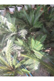 Cycas Revoluta-Sikas - Japon Sago Palmiyesi - Gövde Boyu 60-80 Cm