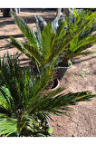 Cycas Revoluta - Sikas Japon Sago Palmiyesi 60-80cm Canlı İç Dış Mekan Bitkisi