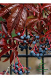 Amerikan Samaşığı Soğuğa Dayanıklı 55-80Cm Saksılı/Tüplü (Parthenocissus quinquefolia)