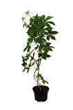 Renk Değiştiren AmerikanSarmaşığı 45-65cm Saksılı/Tüplü Peyzaj Bitkisi