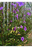 Purple Ruellia Flower-Meksika Petunyası Saksılı 1 ADET 30-50Cm