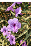 Purple Ruellia Flower-Meksika Petunyası Saksılı 1 ADET 30-50Cm