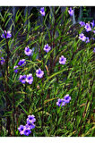 Meksika Petunyası Saksılı 1 ADET 30-50Cm Purple Ruellia Flower