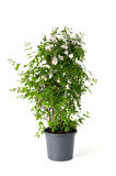 Kokulu Çin Yasemini Çiçeği 1 Adet Saksılı (30-60Cm) (Jasminum)