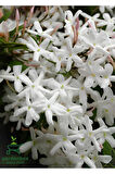 Kokulu Çin Yasemini Çiçeği 1 Adet Saksılı (30-60Cm) (Jasminum)