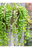 Makrome Saksılı Sarı Kız Çiçeği 1 Adet 30-40cm Altın Kolye (Lysimachia Nummulari)