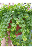 Makrome Saksılı Sarı Kız Çiçeği 1 Adet 30-40cm Altın Kolye (Lysimachia Nummulari)