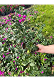 Canlı Dolgun Formlu Mor Renk Begonvil Çiçeği 40-60cm (Purple Bougainvillea)