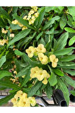 Sarı Renk Dikenler Tacı Çiçeği 1 ADET Saksılı 15-30Cm (Yellow Euphorbia milii)