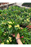 Sarı Renk Dikenler Tacı Çiçeği 1 ADET Saksılı 15-30Cm (Yellow Euphorbia milii)