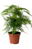Yabani Tül Kuşkonmaz Çiçeği 1 ADET Saksılı 15-30cm (Asparagus Setaceus)