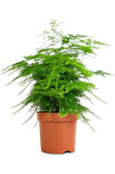 Yabani Tül Kuşkonmaz Çiçeği 1 ADET Saksılı 15-30cm (Asparagus Setaceus)