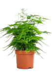 Yabani Tül Kuşkonmaz Çiçeği 1 ADET Saksılı 15-30cm (Asparagus Setaceus)