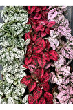 Karışık 3 Renk Hostes Çiçeği Saksılı 10-15cm (Hypoestes)