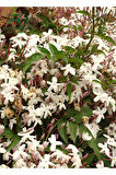 Mis Kokulu Ada Yasemini Çiçeği 1 Adet Saksılı/Tüplü (30-60Cm) (Jasminum)