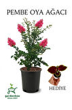 Pembe Renk Oya Ağacı 1 ADET Dış Mekan Saksılı 30-60Cm+Yaprak Güzeli