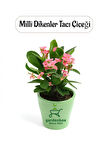 Pembe Renk Milii Dikenler Tacı Çiçeği 1 ADET Saksılı (Euphorbia Milii)