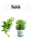 Aromatik Bitki Kekik Fidesi 1 Adet Saksılı 20-30Cm (Thymus)