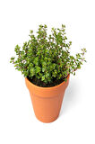 Aromatik Bitki Kekik Fidesi 1 Adet Saksılı 20-30Cm (Thymus)