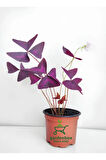 Süs Yoncası Mor Yapraklı Yonca Çiçeği 1 ADET 20-30 Cm (Oxalis triangularis)