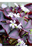 Uyku Çiçeği Süs Yoncası 1 ADET Dekoratif Salon çiçeği(Oxalis triangularis)