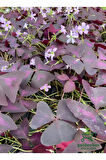 Uyku Çiçeği Süs Yoncası 1 ADET Dekoratif Salon çiçeği(Oxalis triangularis)