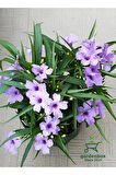 Ruellia Meksika Petunyası 1 ADET Saksılı 30-50Cm Dış Mekan Çit Bitkisi