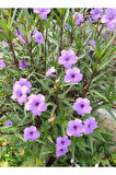 Ruellia Meksika Petunyası 1 ADET Saksılı 30-50Cm Dış Mekan Çit Bitkisi