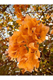Videolu Turuncu Begonvi Gelin Tacı Çiçeği Fidanı (30 60 CM)1 Adet Saksılı Bougainvillea