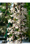 Videolu Çin Yasemini Kokulu Beyaz Renkli (20 60CM) 1 Adet Saksılı Fidan Jasminum Polyanthum Jasmine