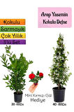 Kokulu Arap Yasemini+Defne Çalısı+Mini Gül Hediyeli 3'lü Bahçe Seti