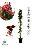 Kırmızı Sarmaşık Gül Fidanı Saksılı Tüplü 60-80Cm+Yaprak Güzeli