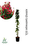 Sarmaşık Gül Fidanı Formlu 1 ADET Saksılı/Tüplü 50-80Cm