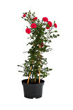Çardak Kırmızı Gül Fidanı 1 ADET Saksılı/Tüplü 50-80Cm