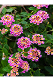 Pembe Çalı Minesi 1 ADET Saksılı 20-30Cm Çiçekli Bahçe Bitkisi(LANTANA)