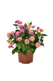 Pembe Çalı Minesi 1 ADET Saksılı 20-30Cm Çiçekli Bahçe Bitkisi(LANTANA)