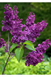Leylak Ağacı Fidanı 1 Adet Saksılı/Tüplü 30-60cm Dış Mekan Bitkisi (Syringa)