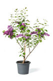 Leylak Ağacı Fidanı 1 Adet Saksılı/Tüplü 30-60cm Dış Mekan Bitkisi (Syringa)