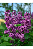 Leylak Ağacı Fidanı 1 Adet Saksılı/Tüplü 30-60cm Dış Mekan Bitkisi (Syringa)