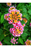 Pembe Renk Çalı Minesi 1 ADET Saksılı 20-30Cm Çiçekli Bahçe Bitkisi(LANTANA)