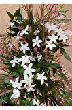 Kokulu Ada Yasemini Çiçeği 1 Adet Saksılı/Tüplü (30-60Cm) (Jasminum)